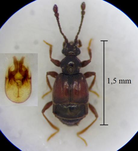 Brachygluta lefebvrei lefebvrei